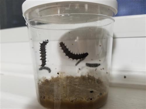 Caterpillars in a cup-Day 4 